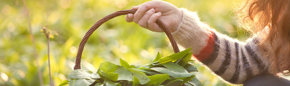 Mädchen pflückt Wildkräuter mit Korb in der Hand