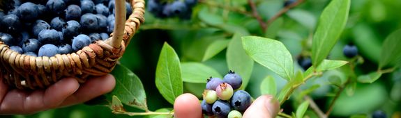 Frau plückt Heidelbeeren vom Strauch